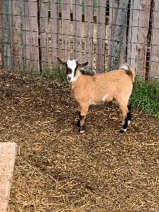goats goats goats