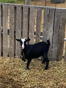 goats goats goats - Photo 2