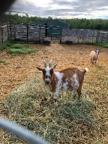 goats goats goats - Photo 3
