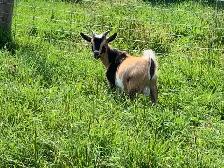 goats goats goats - Photo 5