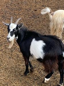 goats goats goats - Photo 6
