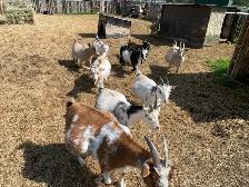goats goats goats - Photo 7
