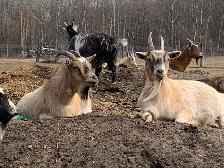 goats goats goats - Photo 8