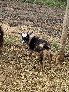 goats goats goats - Photo 10