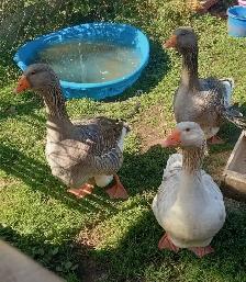 Oie Toulouse Mixée Dewlap de couleur cendrées