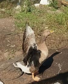 Oie Toulouse Mixée Dewlap de couleur cendrées - Photo 2