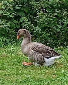 Oie Toulouse Mixée Dewlap de couleur cendrées - Photo 5