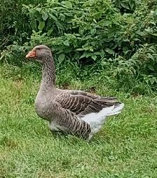 Oie Toulouse Mixée Dewlap de couleur cendrées - Photo 6