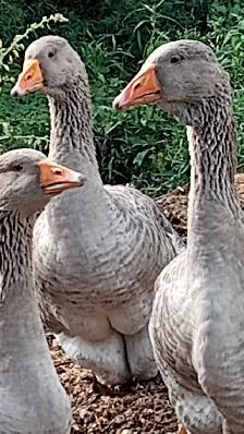 Oie Toulouse Mixée Dewlap de couleur cendrées - Photo 8
