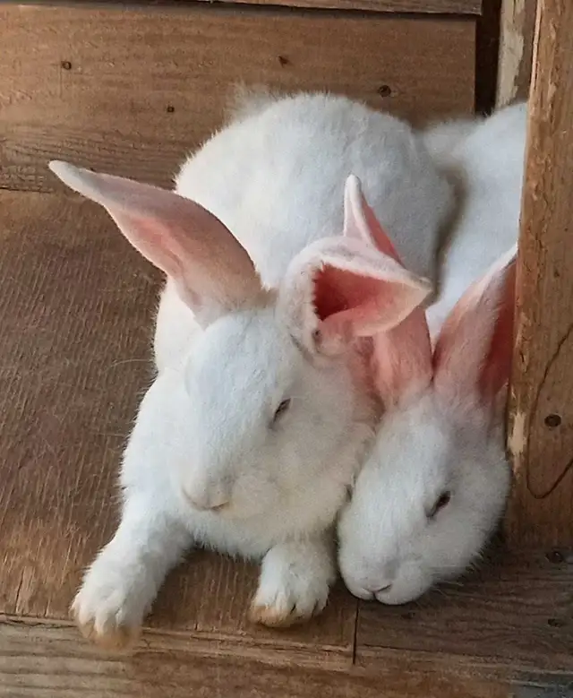 Lapins Géants des Flandres