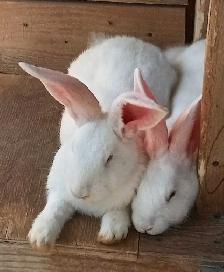 Lapins Géants des Flandres