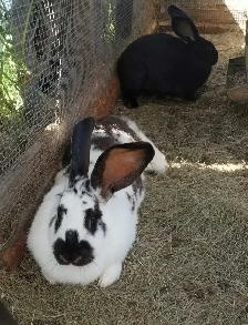 Lapins Géants des Flandres - Photo 2