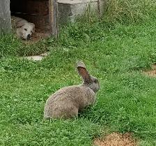 Lapins Géants des Flandres - Photo 3