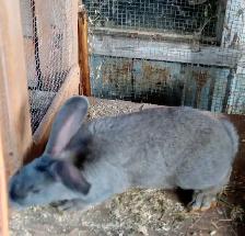 Lapins Géants des Flandres - Photo 4