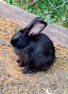 Lapins Géants des Flandres - Photo 5