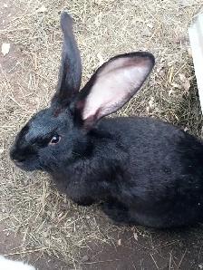 Lapins Géants des Flandres - Photo 7