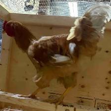 Free Brahma Rooster