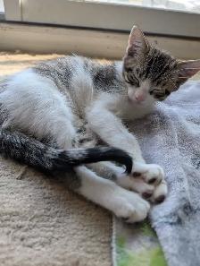 Chaton pret  a donner   cherche bonne famille pour la vie