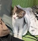 Chaton pret  a donner   cherche bonne famille pour la vie - Photo 2