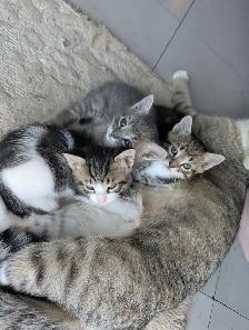 Chaton pret  a donner   cherche bonne famille pour la vie - Photo 3
