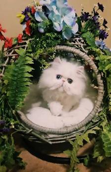 Quality Pedigreed Persian & Exotic Kittens