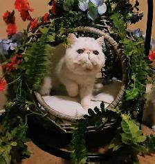 Quality Pedigreed Persian & Exotic Kittens - Photo 2