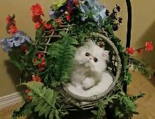 Quality Pedigreed Persian & Exotic Kittens - Photo 3