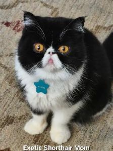 Quality Pedigreed Persian & Exotic Kittens - Photo 10