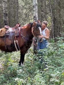 "Chief" approx 16.3HH draft x gelding