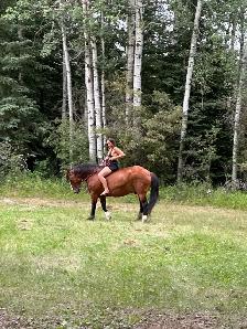 "Chief" approx 16.3HH draft x gelding - Photo 2
