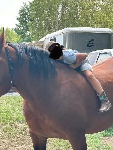 "Chief" approx 16.3HH draft x gelding - Photo 4