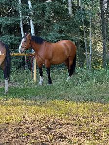 "Chief" approx 16.3HH draft x gelding - Photo 8