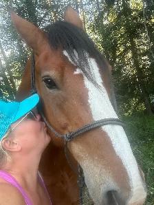 "Chief" approx 16.3HH draft x gelding - Photo 9