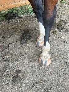 "Chief" approx 16.3HH draft x gelding - Photo 10