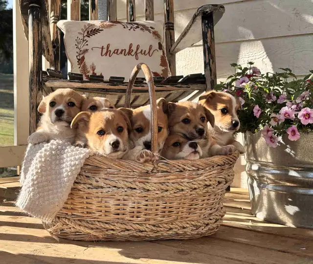 Pembroke Welsh Corgis