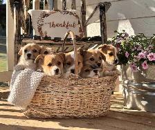 Pembroke Welsh Corgis