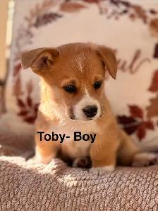 Pembroke Welsh Corgis - Photo 3