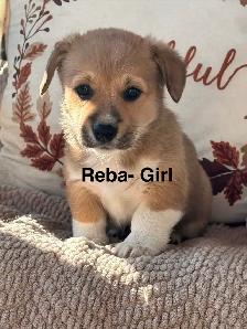 Pembroke Welsh Corgis - Photo 5