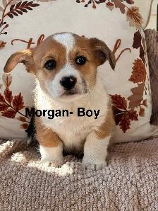 Pembroke Welsh Corgis - Photo 6