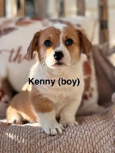 Pembroke Welsh Corgis - Photo 7