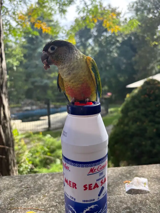 Lost Green Cheek Conure – Richmond Hill