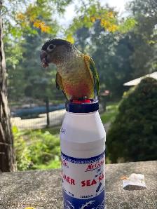 Lost Green Cheek Conure – Richmond Hill