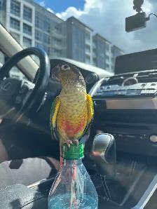 Lost Green Cheek Conure – Richmond Hill - Photo 2