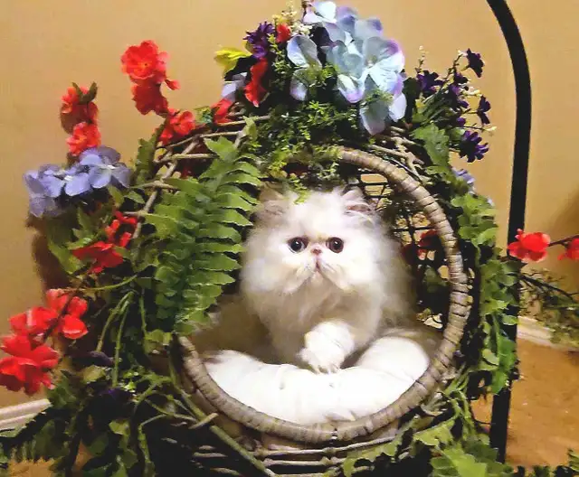 Purebred Registered Persian & Exotic Kittens