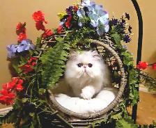 Purebred Registered Persian & Exotic Kittens