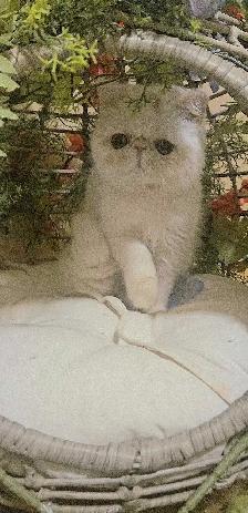 Purebred Registered Persian & Exotic Kittens - Photo 4