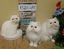 Purebred Registered Persian & Exotic Kittens - Photo 5