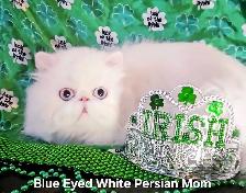 Purebred Registered Persian & Exotic Kittens - Photo 8