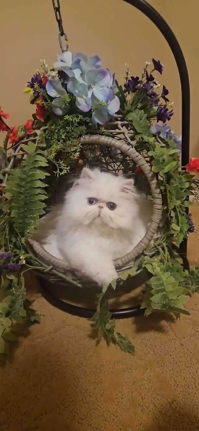 Stunning Registered Persian & Exotic Kittens