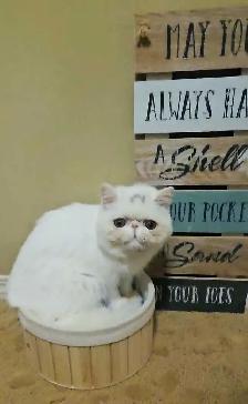 Stunning Registered Persian & Exotic Kittens - Photo 3